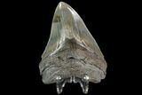 Serrated, Fossil Megalodon Tooth - Georgia #108860-1